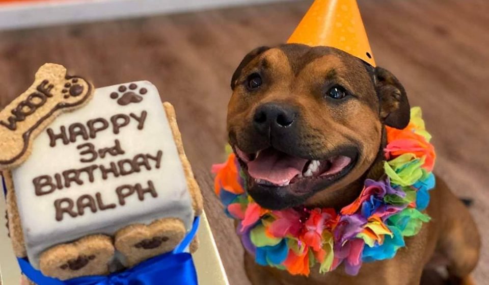 Spoil Your Furry Friend Rotten With Treats From This Barking Dog Bakery • The Woofery