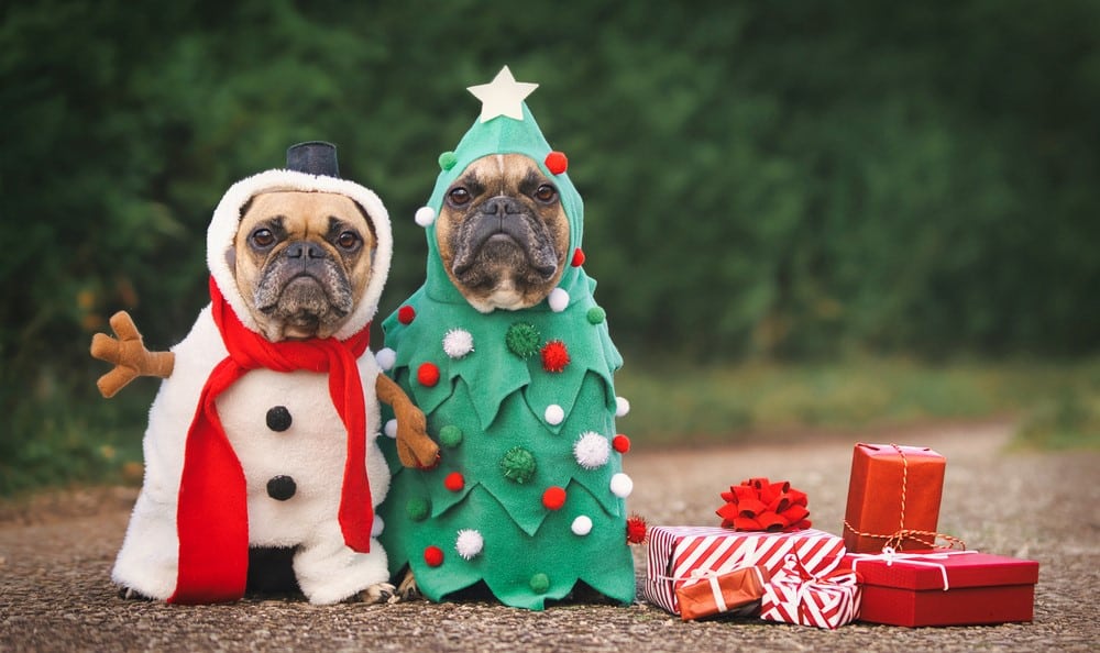 Treat Your Furry Friends At This Christmas Market For Dogs In Glenelg