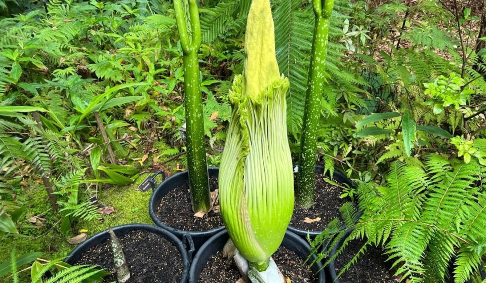 The Adelaide Botanic Gardens’ Corpse Flower Is About To Bloom In All Its Stinky Glory