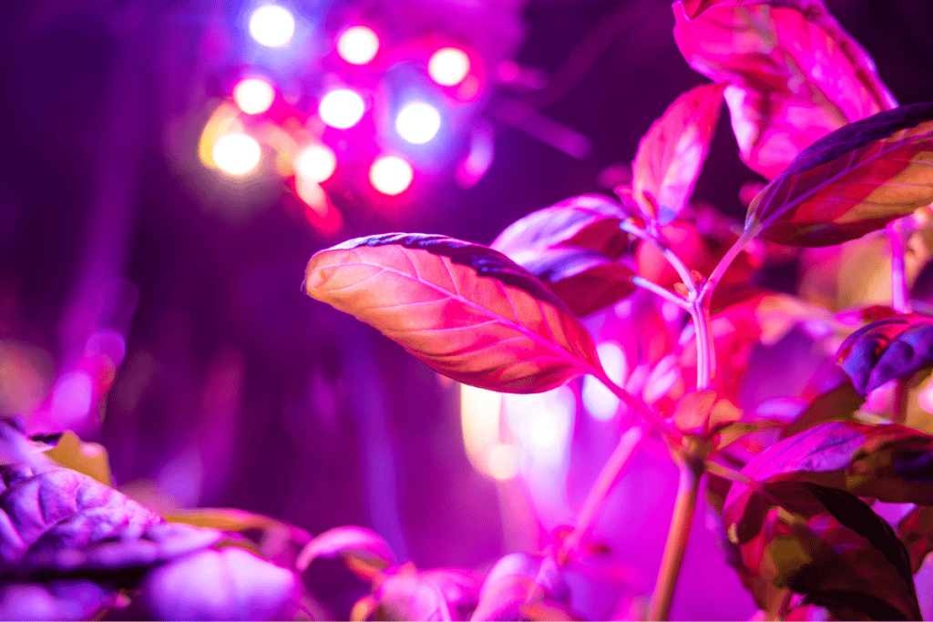 Leaves underneath a pink light