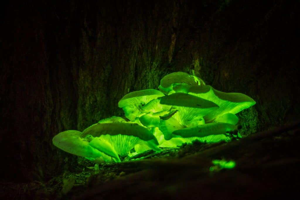 Green glowing cluster of mushrooms